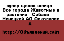 супер щенок шпица - Все города Животные и растения » Собаки   . Ненецкий АО,Осколково д.